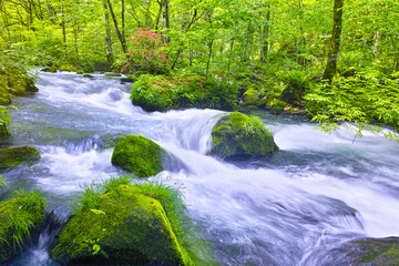 青森県十和田市、新緑の満開のヤマツツジが咲く奥入瀬渓谷の風景

