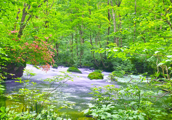青森県十和田市、新緑の満開のヤマツツジが咲く奥入瀬渓谷の風景
