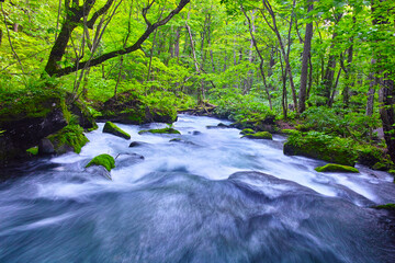 青森県十和田市、新緑の奥入瀬渓谷の風景
