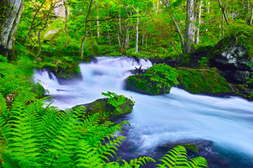 青森県十和田市、新緑の奥入瀬渓谷の風景
