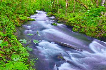 青森県十和田市、新緑の奥入瀬渓谷の風景

