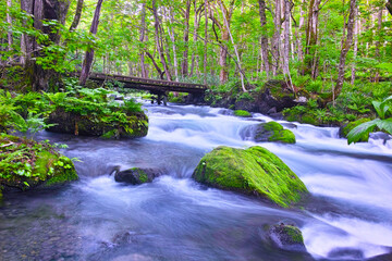 青森県十和田市、新緑の奥入瀬渓谷と木道の橋
