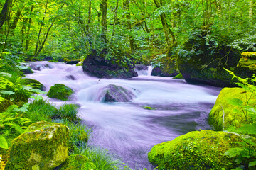 青森県十和田市、新緑の奥入瀬渓谷の風景

