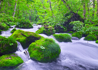 青森県十和田市、新緑の奥入瀬渓谷の風景
