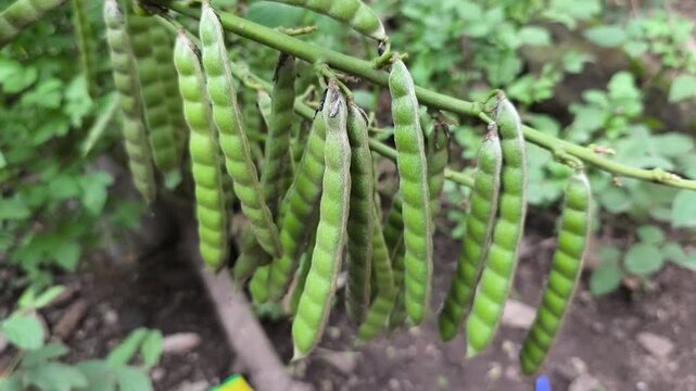 Fresh green jicama seed pods hanging naturally on vine in tropical agricultural garden setting.