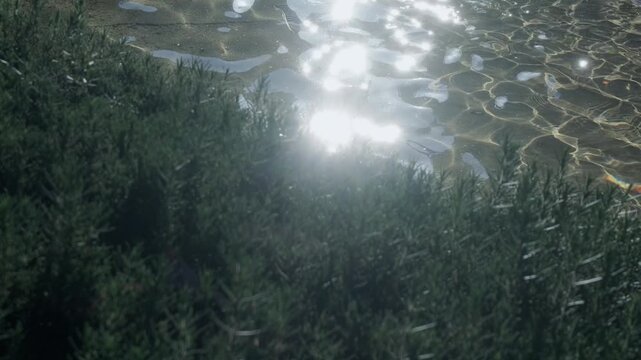 太陽の光　強い朝の日差しを反射してキラキラ光る公園の噴水池の水　波打つ波紋とみずしぶき　