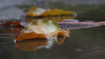 Dry leaves in puddles on wet ground after rain
