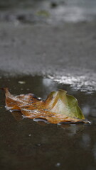 Dry leaves in puddles on wet ground after rain