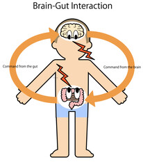 人体と脳腸相関図のベクターイラスト