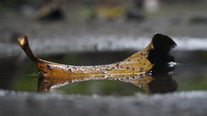 Dry leaves in puddles on wet ground after rain