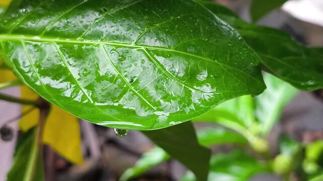 Fresh green noni leaf covered in rain droplets hanging from a tropical tree
