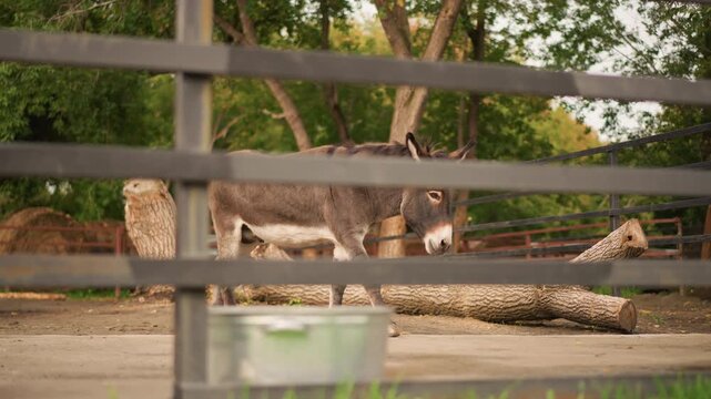 Donkey walking behind wooden fence quietly, gray donkey foraging near metal trough under oak trees, rustic barn and outbuilding visible, soft golden sunlight creating tranquil pastoral mood ideal