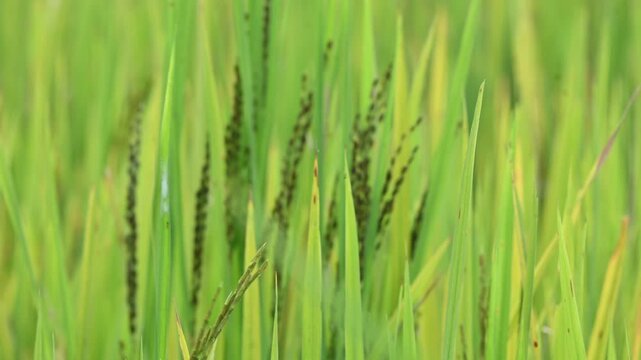 Black rice panicles in the field. Its common name is&nbsp;purple rice and &nbsp;forbidden rice. It  is a type of&nbsp;rice&nbsp;of the species&nbsp;Oryza sativa. Black paddy rice head or panicle maturing in a lush green field