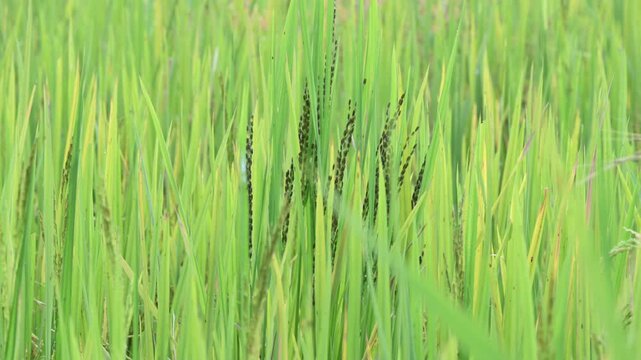 Black rice panicles in the field. Its common name is&nbsp;purple rice and &nbsp;forbidden rice. It  is a type of&nbsp;rice&nbsp;of the species&nbsp;Oryza sativa. Black paddy rice head or panicle maturing in a lush green field