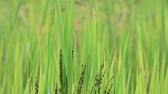 Black rice panicles in the field. Its common name is&nbsp;purple rice and &nbsp;forbidden rice. It  is a type of&nbsp;rice&nbsp;of the species&nbsp;Oryza sativa. Black paddy rice head or panicle maturing in a lush green field