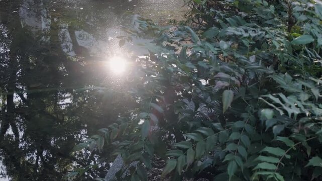 太陽の光　強い朝の日差しを反射してキラキラ光る公園の噴水池の水　波打つ波紋とみずしぶき　