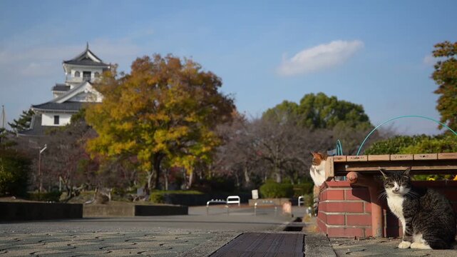 秋の長浜城公園でくつろぐ三毛猫とキジ猫 （滋賀県長浜市, 2025年12月）