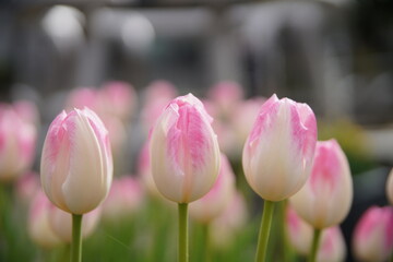 草津水性植物公園水の森のアイスチューリップ