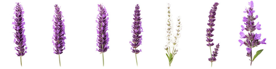 Fototapeta premium Five minimal nature design compositions contemporary mixed petals on transparent background