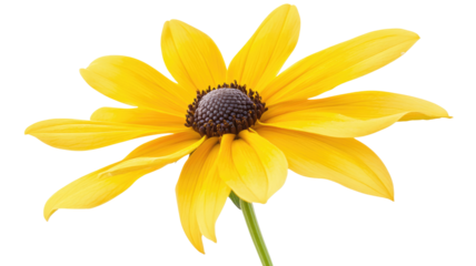 Bright yellow sunflower bloom on transparent background