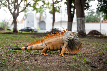 Adult male Green Iguana (Iguana iguana) in mating season with orange skin.