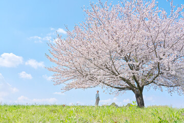 満開の桜を見る女性