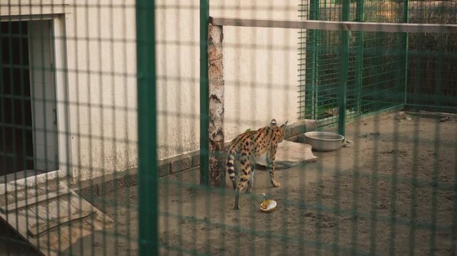 solitary cheetah in cage pacing through green wire fence, concrete floor and bowls visible, anxious posture, sniffing boundaries, dusk light, tight courtyard atmosphere conveying confinement