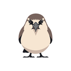 Obraz premium Front view portrait of a cute small brown bird with dark markings around its eyes and a sharp beak isolated on a plain white background.