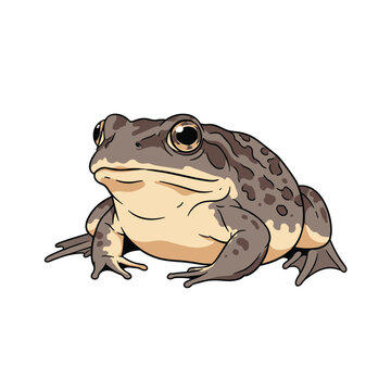 Detailed illustration of a common toad or frog with spotted skin and large eyes in a realistic cartoon drawing style.