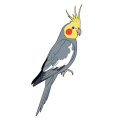 Fototapeta premium Cockatiel parrot illustration with grey feathers, a bright yellow head, and characteristic orange cheek patches.
