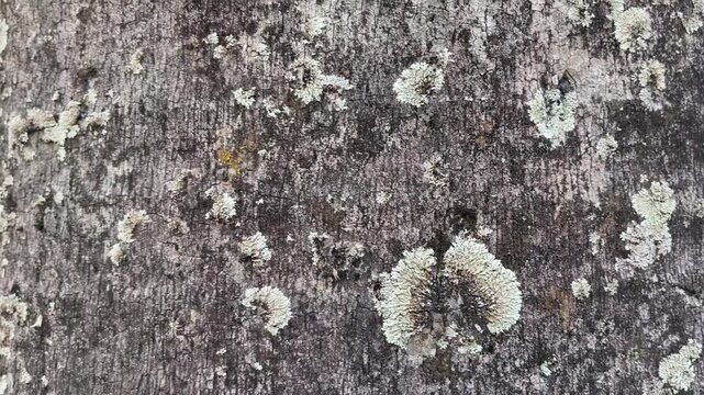 close up lichen on palm tree. trunk of palm tree full of lichens. Close-up of lichens on a palm tree. Palm tree trunk covered in lichens. Fungus or spores on a palm tree trunk