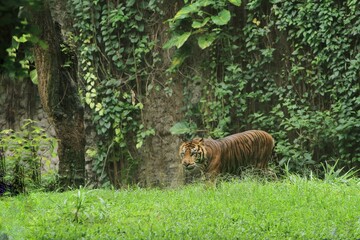 a sumatran tiger wandering in the bushes in the morning