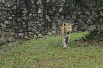 a bengal tiger walking in the grass during the day