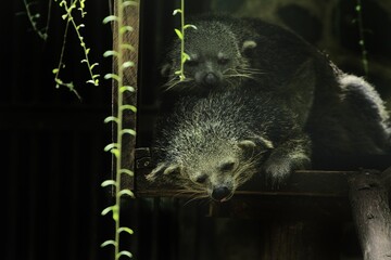 a pair of binturongs are seen sleeping