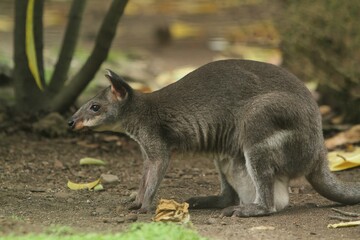 portrait of a thylogale brunii sitting quietly on the ground