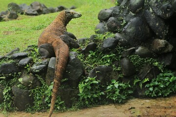 a komodo dragon crawling on the rocks while looking back