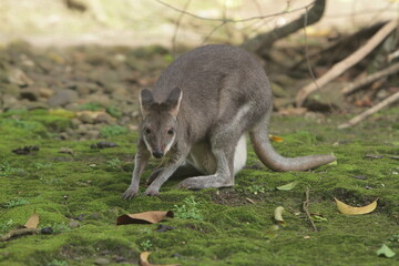 portrait of a thylogale brunii sitting quietly on the ground