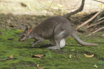 portrait of a thylogale brunii sitting quietly on the ground