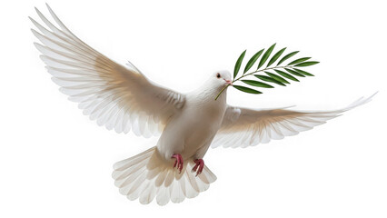 Obraz premium White dove flying with olive branch isolated on transparent background