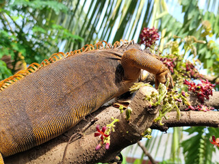 Red iguanas walking on a tree branch, with a natural blurred background.
