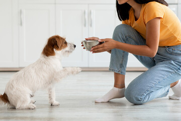Pet feeding concept. Fluffy dog jack russel terrier breed waiting for food, unrecognizable asian...