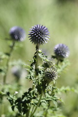 A closeup image of purple thistles in a meadow