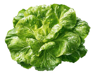 Fresh, wet head of green butter lettuce, leaves overlapping, close up view