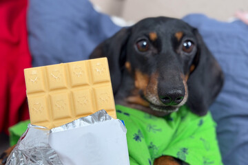 A cute dachshund wearing a green shirt eagerly looks at a bar of chocolate. the dog is on a bed with blue bedding in the background, capturing a humorous moment.