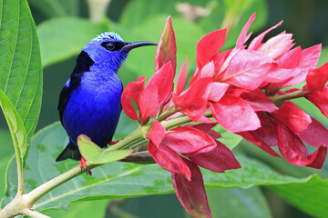 Broad-Billed Motmot perched on a green background of leaves in the forest with red flower in the foreground, Costa Rica