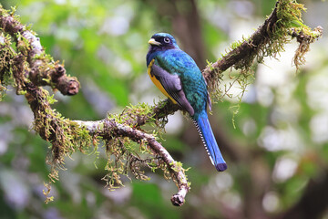 White-tailed trogon (Trogon chionurus vividis) perched on a branch tree in the rain forest of  
Monteverde in Costa Rica
