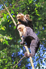Capuchin monkeys&rsquo; family in a tree, including mother her baby in the forest jungle, Costa Rica 