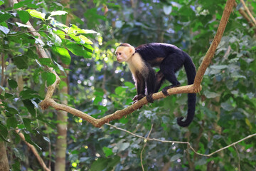 Capuchin monkey in a tree in the forest jungle, Costa Rica 