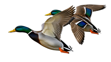 Two mallard ducks in flight with green heads and colorful feathers isolated on a transparent background