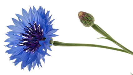 Blue Cornflower with Green Stem and Bud isolated on a transparent background